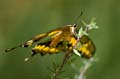 157 Koenigs-Page - Papilio thoas